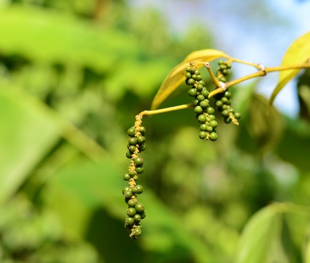 green pepper  in garden with soft green backgroundの写真素材
