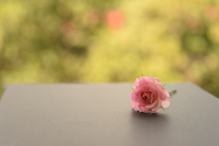 one of pink rose flower on grey paperの写真素材