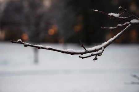 white snow on branch of tree backgroundの写真素材