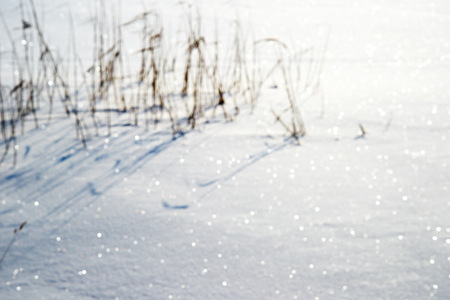 blur bokeh light of brown grass or reed in white snow winter backgroundの写真素材