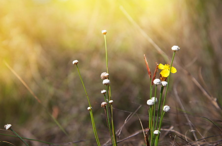 small flower in meadow field at morning sunlight background