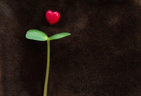 young seed plant with red heart on brown velvet backgroundの写真素材