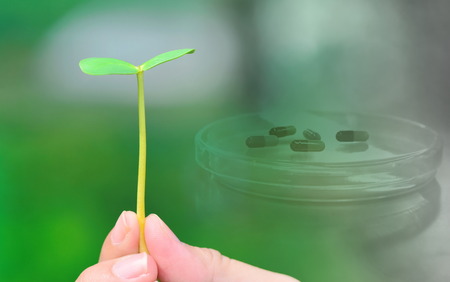 green herb plant in hand with medical health with drug capsule backgroundの写真素材