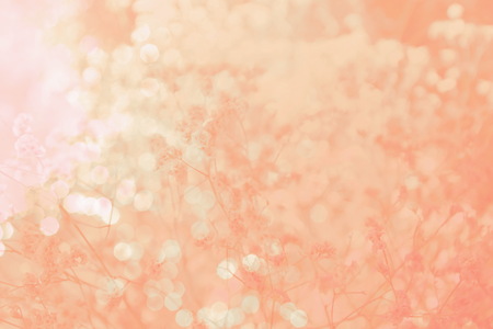 soft pink flower abstract with  bokeh for valentine card backgroundの写真素材