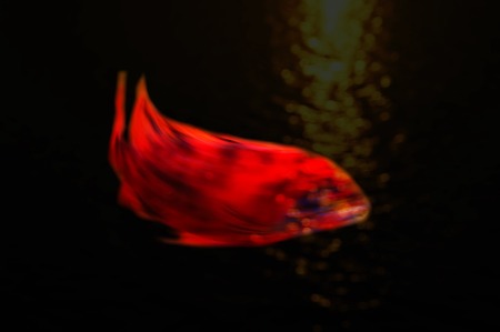blur motion abstract red formless fish on black light bokeh backgroundの写真素材
