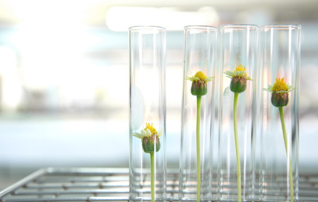 small yellow in test tube science laboratory background