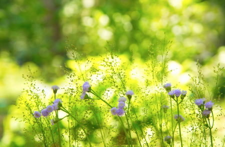 flower and grass with green sunlight garden backgroundの写真素材