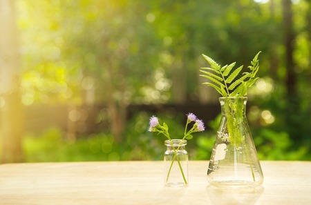 science flask with flower and green fern on wood in summer blur tree garden backgroundの写真素材