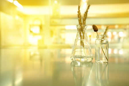 glass flask and vial with grain wheat and flower in agricultural biotechnology laboratory backgroundの写真素材