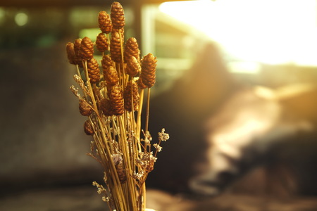 wild nature plant brown dry flower in the cozy room with morning warm light backgroundの写真素材