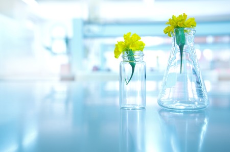nature yellow flower in glass flask and vial in biology plant  science laboratory backgroundの写真素材