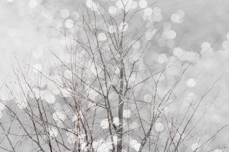 white glitter bokeh light with nature snow tree branch winter Christmas grey backgroundの写真素材