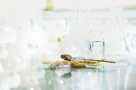 flask and glassware in agriculture science laboratory with wheat cereal and flower with chemical structure backgroundの写真素材