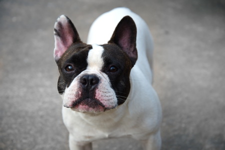 single small cute funny baby black and white french bull dog animalの写真素材