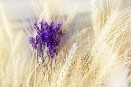 purple violet flower with nature wheat grain crop in soft light backgroundの写真素材