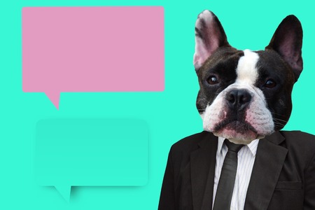 funny french bull dog in formal working business man suite on vivid blue pink backgroundの写真素材