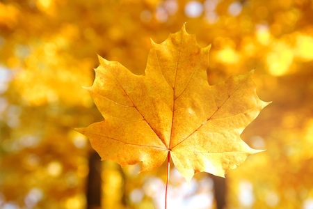single leaf of orange yellow maple with forest tree in autumn or fall with bokeh morning sunlight seasonal nature backgroundの写真素材