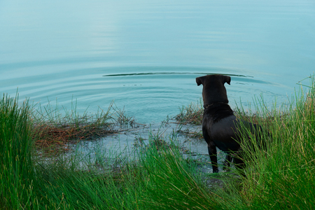 back of standing black dog near the lake water with green grass nature backgroundの写真素材