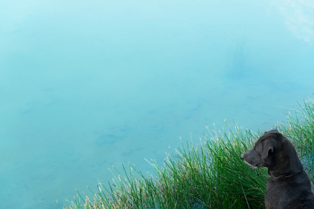 black Labrador dog siting beside green reed with blue lake water in summer nature lanscape backgroundの写真素材