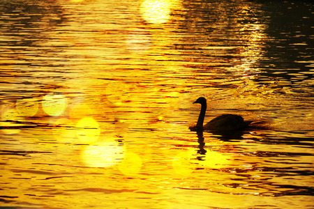 silhouette of swan in evening sunset with luxury golden wave river water natureの写真素材