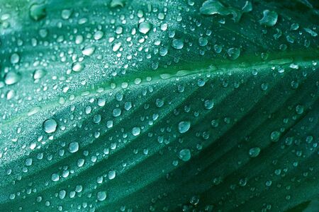 close up water of rain drop on dark green leave garden forest nature textured backgroundの写真素材