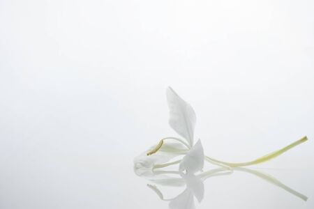 spring natural soft blossom white flower still lifeの写真素材