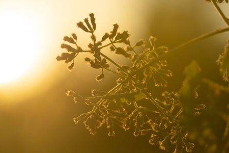 small wild flower with summer golden light in nature morning natural outdoor background