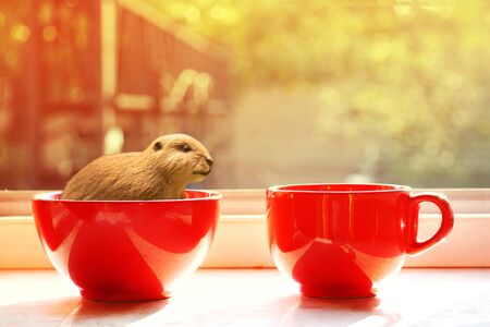 beaver in red ceramic cup with soft window morning sunlight backgroundの写真素材
