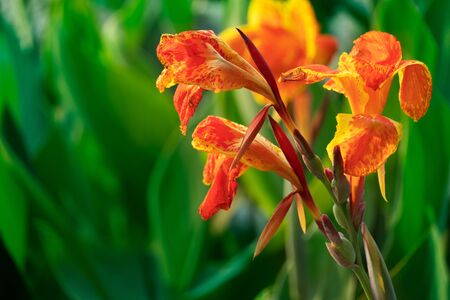 vibrant colorful orange red flower on green summer nature backgroundの写真素材
