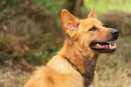 red brown juvenile dog in the green summer nature background
