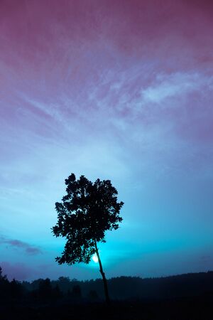 silhouette black tree in blue purple night fantasy sky nature backgroundの写真素材