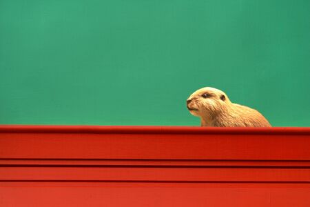 brown wild beaver rodent animal on colorful green red architecture cement wall backgroundの写真素材