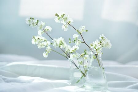 white nature wild flower in glass science flask and beaker for organic cosmeticskin care research concept with soft white fabric window light backgroundの写真素材