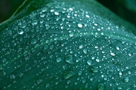 rain water drop on dark green leave in spring garden nature backgroundの写真素材