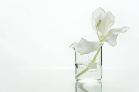 glass science beaker with water and white soft natural flower for cosmetic research white laboratory backgroundの写真素材