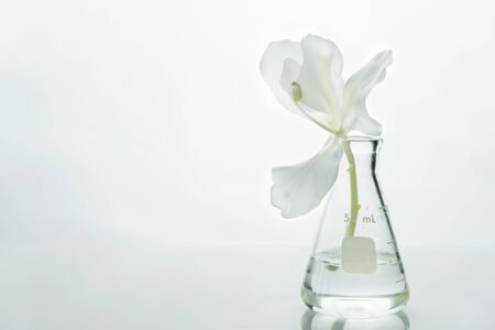 glass science flask with water and white soft natural flower for cosmetic research background