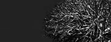 dark branch exotic mystery tree nature on black banner background