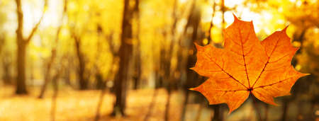 à¸žà¸³à¸ orange autumn maple leaf in forest natural in sunlight morning landscape nature...