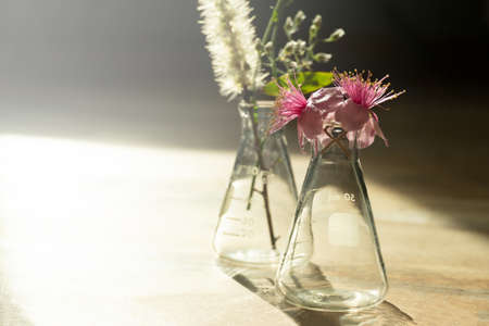 wild pink flower in glass science flask on nature wood floor with sunlight natural product science research backgroundの写真素材