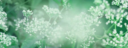 small wild white flower in green meadow field nature banner backgroundの写真素材