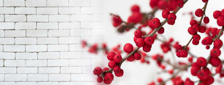 red cherry fruit plant on white brick for  festive banner background