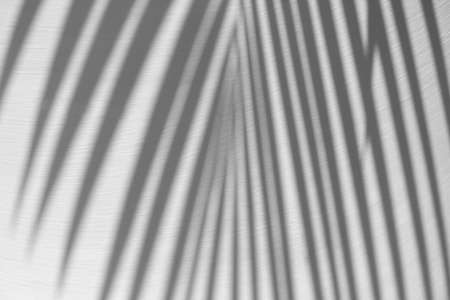 rough coconut plant black shadow on white cement backgroundの写真素材