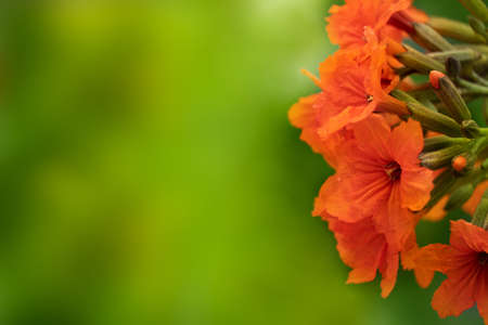 blooming orange flower with green summer nature backgroundの写真素材