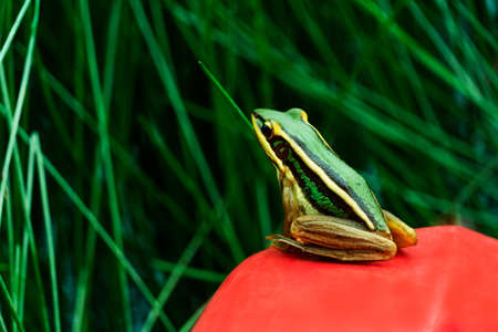 colorful wild frog with green plant nature backgroundの写真素材