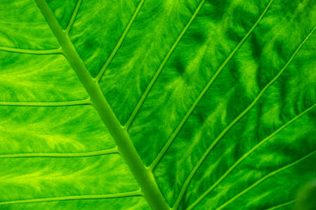 bright green nature leave plant abstract natural backgroundの写真素材