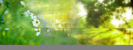 small white flower green yellow glass and blur summer tree in morning light nature banner backgroundの写真素材