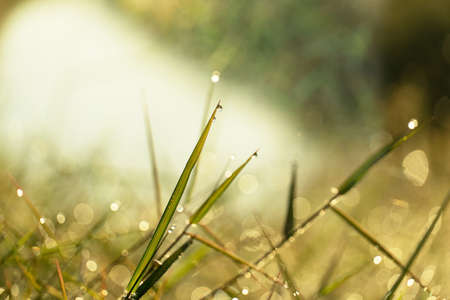 dew drop on yellow green grass with morning sunlightの写真素材