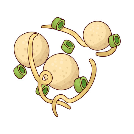 meatballのイラスト素材