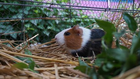 pet guinea pigの写真素材