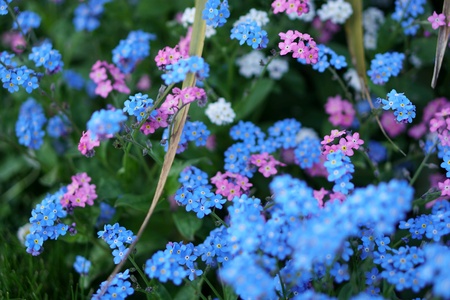 Lots of colourful flowers in the garden.の素材